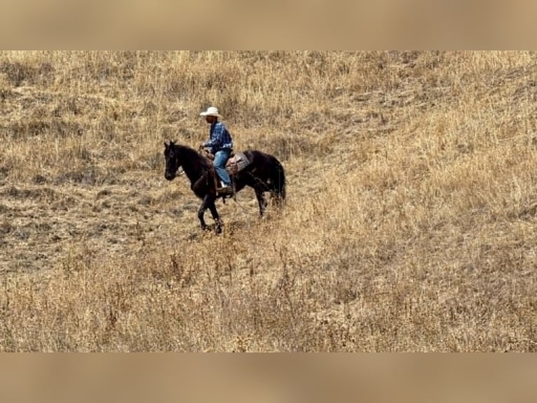 Frisones Caballo castrado 10 años 152 cm Negro in Tres Pinos