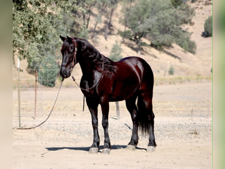 Frisones Caballo castrado 10 años 152 cm Negro in Tres Pinos