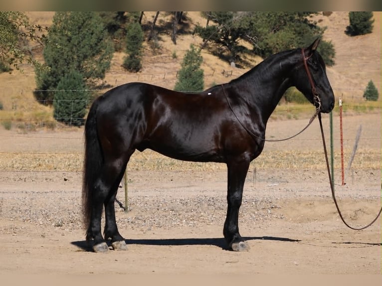 Frisones Caballo castrado 10 años 152 cm Negro in Tres Pinos