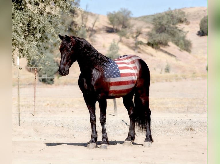 Frisones Caballo castrado 10 años 152 cm Negro in Tres Pinos