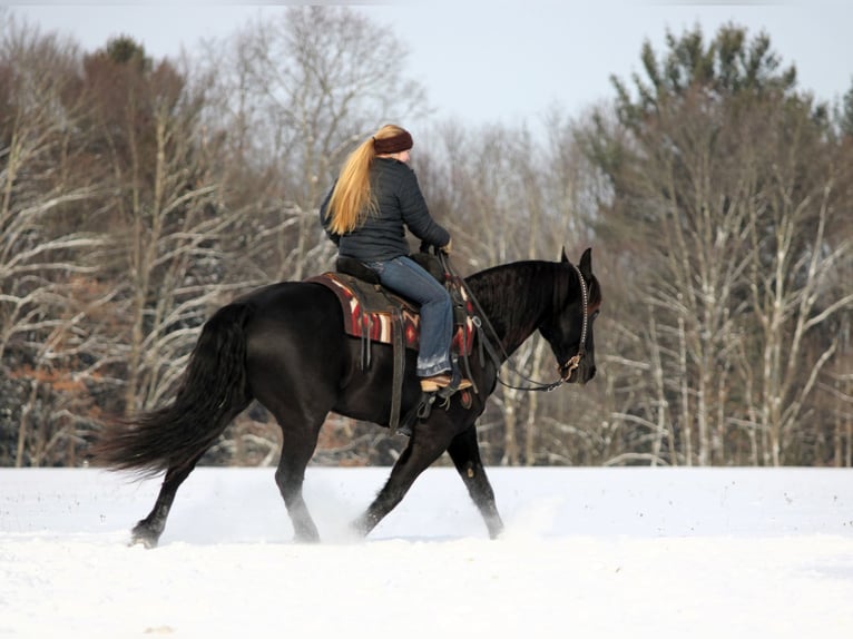 Frisones Mestizo Caballo castrado 10 años 155 cm Negro in Clarion