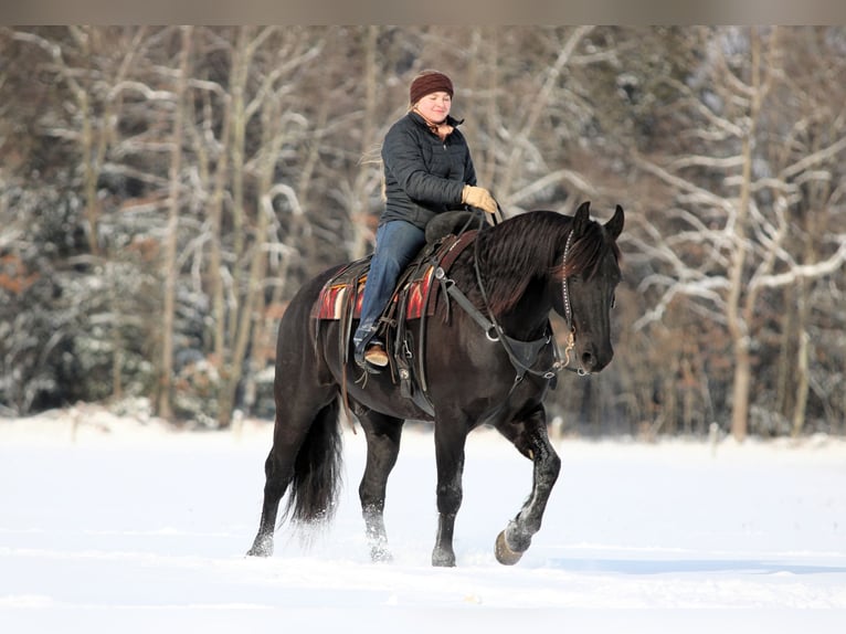 Frisones Mestizo Caballo castrado 10 años 155 cm Negro in Clarion