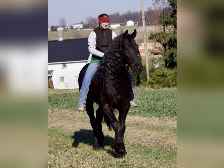 Frisones Caballo castrado 10 años 157 cm Negro in Millersburg, OH