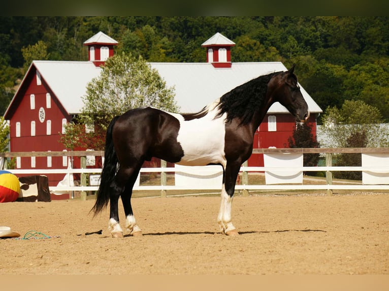Frisones Mestizo Caballo castrado 10 años 160 cm Pío in Fresno