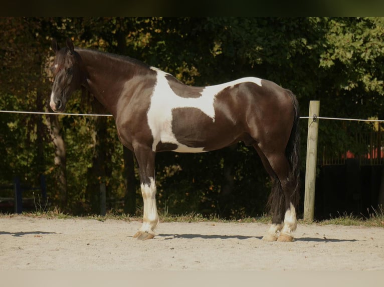Frisones Mestizo Caballo castrado 10 años 160 cm Pío in Fresno