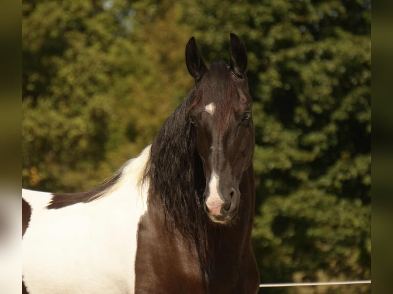 Frisones Mestizo Caballo castrado 10 años 160 cm Pío in Fresno