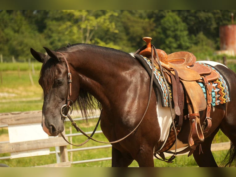 Frisones Mestizo Caballo castrado 10 años 160 cm Pío in Fresno