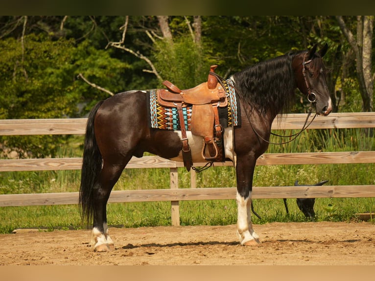 Frisones Mestizo Caballo castrado 10 años 160 cm Pío in Fresno