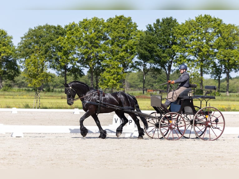 Frisones Caballo castrado 10 años 162 cm Negro in Dalen