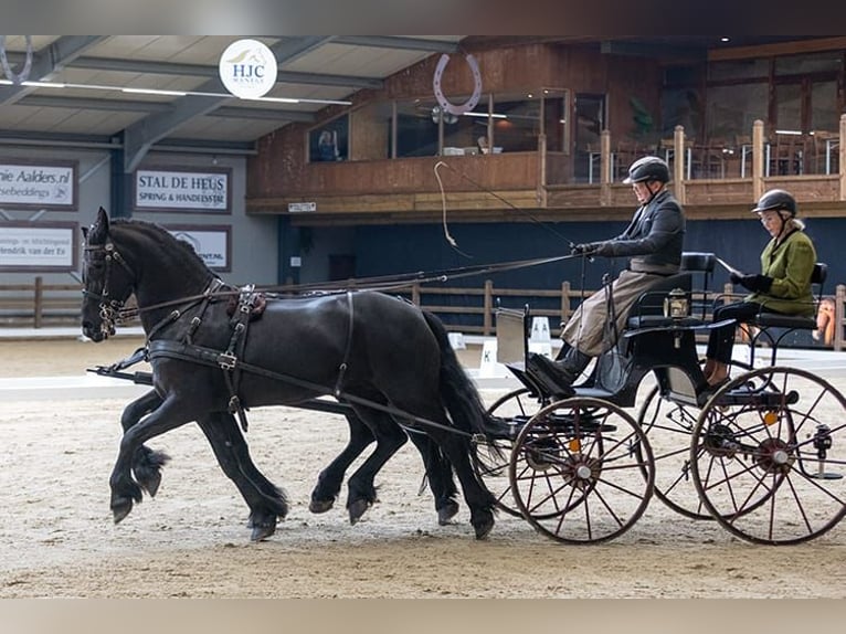 Frisones Caballo castrado 10 años 162 cm Negro in Dalen
