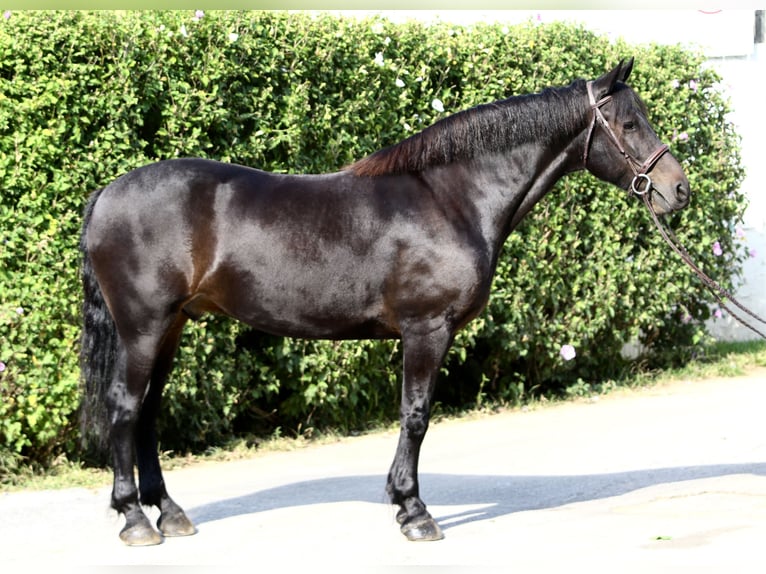 Frisones Mestizo Caballo castrado 10 años 163 cm Castaño rojizo in Gap, PA