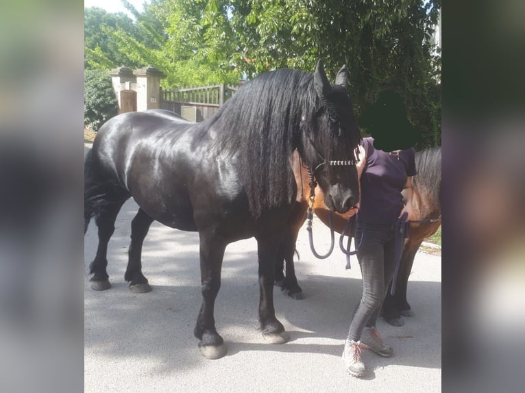Frisones Caballo castrado 10 años 163 cm Negro in Rötha