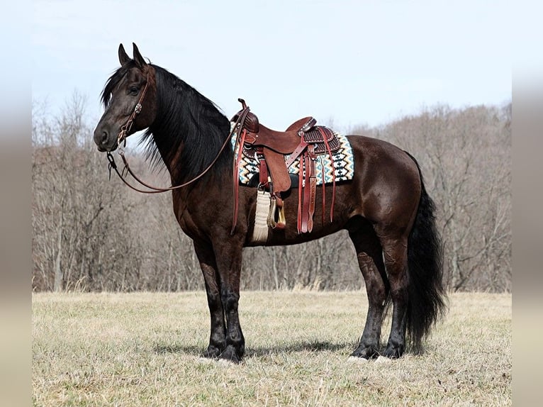 Frisones Caballo castrado 10 años 163 cm Negro in Whitley City KY