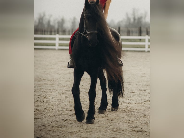 Frisones Caballo castrado 10 años 165 cm Negro in Stroheim