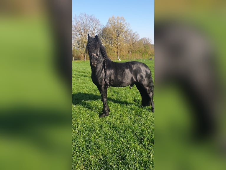 Frisones Caballo castrado 10 años 167 cm Negro in Iggingen