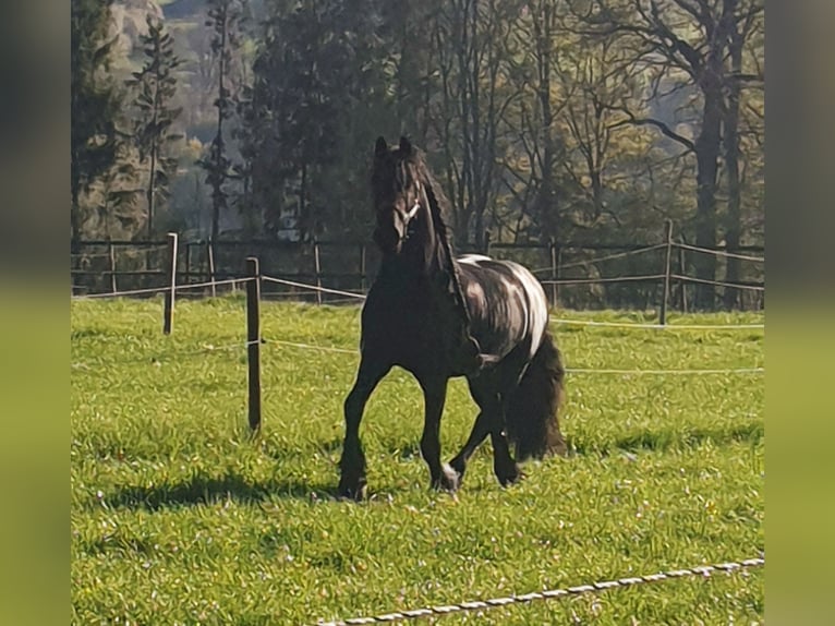 Frisones Caballo castrado 10 años 167 cm Negro in Iggingen