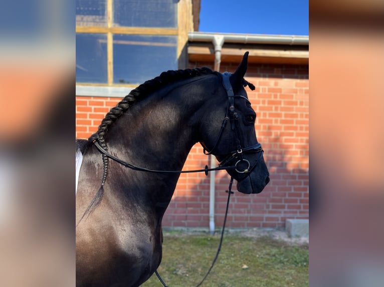 Frisones Caballo castrado 10 años 167 cm Negro in Lilienthal
