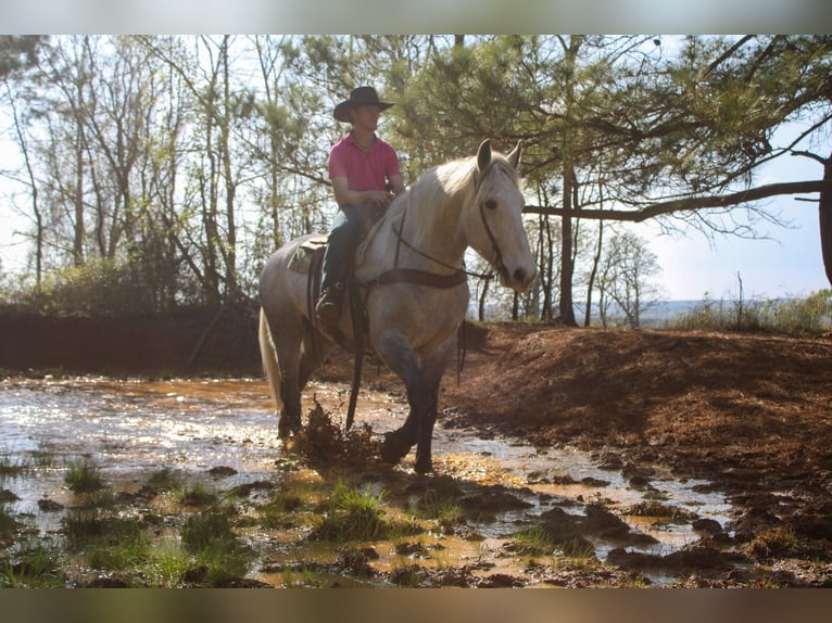 Frisones Mestizo Caballo castrado 10 años 168 cm Tordo in Rusk