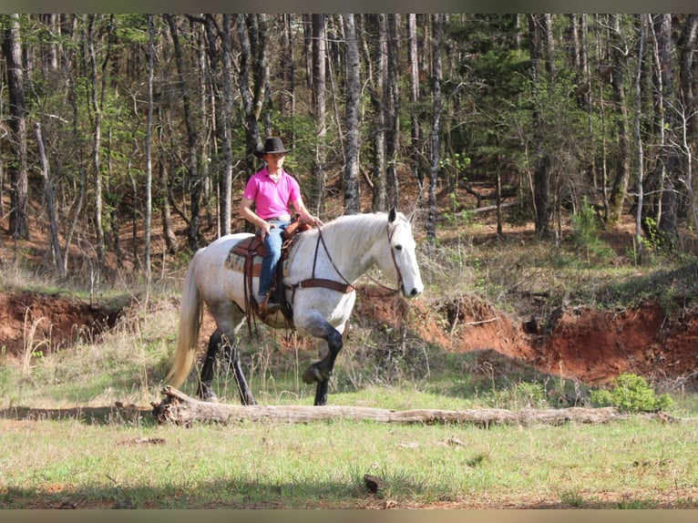Frisones Mestizo Caballo castrado 10 años 168 cm Tordo in Rusk