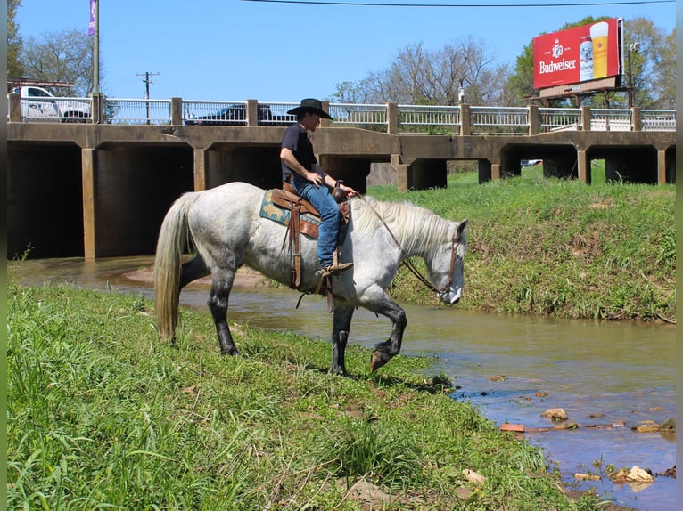 Frisones Mestizo Caballo castrado 10 años 168 cm Tordo in Rusk