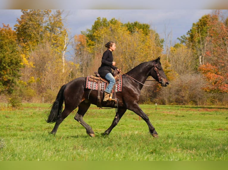 Frisones Mestizo Caballo castrado 10 años 170 cm Negro in Fresno Frisones Mestizo Caballo castrado 10 años 170 cm Negro in Fresno