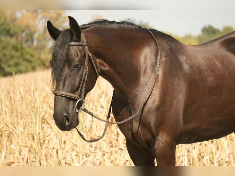 Frisones Mestizo Caballo castrado 10 años 170 cm Negro in Fresno Frisones Mestizo Caballo castrado 10 años 170 cm Negro in Fresno