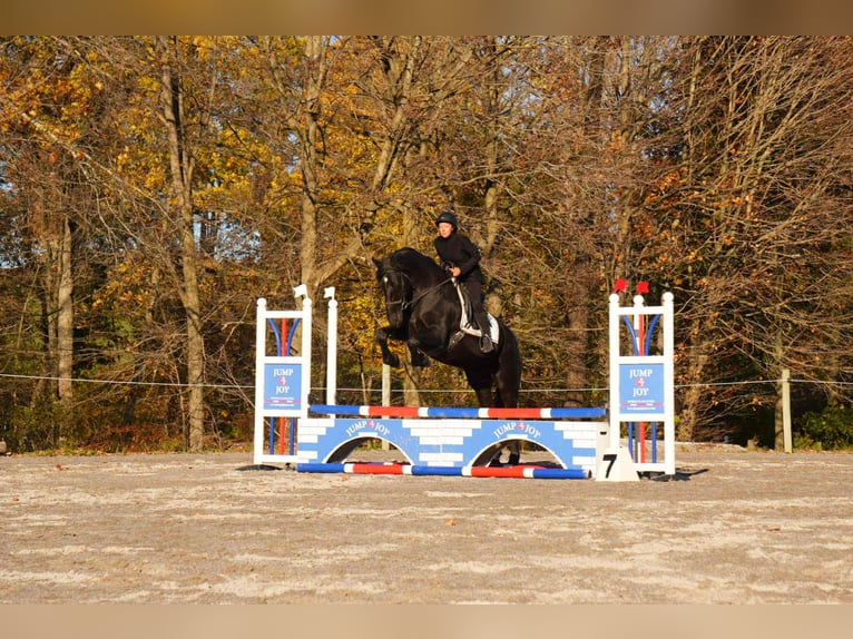 Frisones Caballo castrado 10 años 170 cm Negro in fresno OH