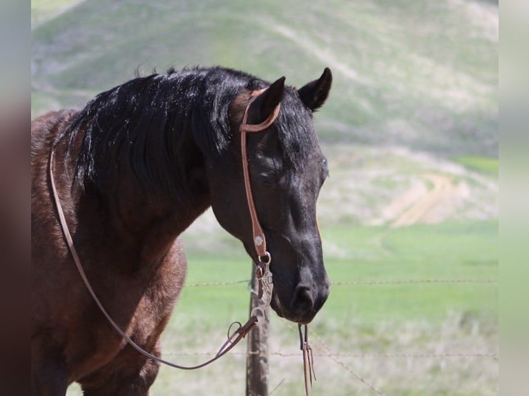 Frisones Caballo castrado 11 años 152 cm in Paicines CA
