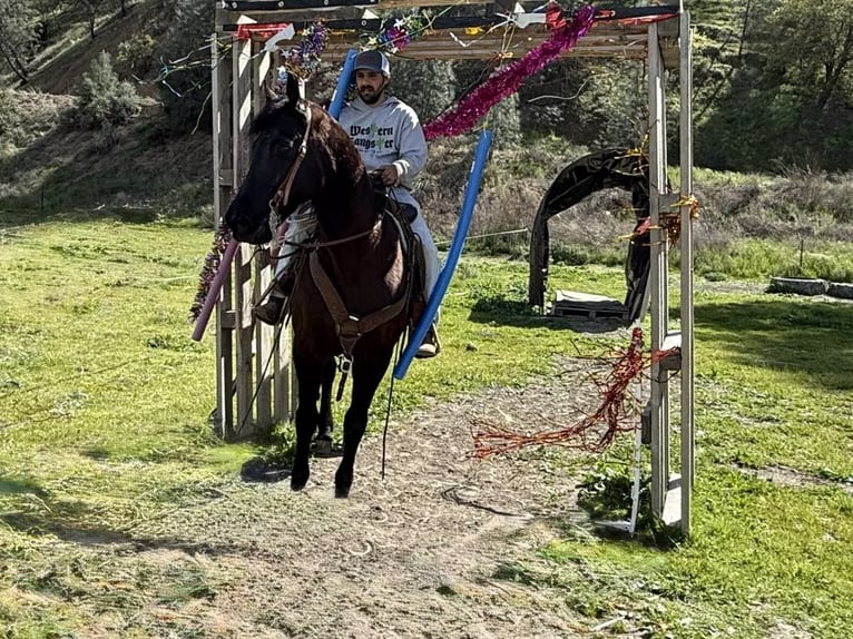Frisones Caballo castrado 11 años 152 cm in Paicines CA