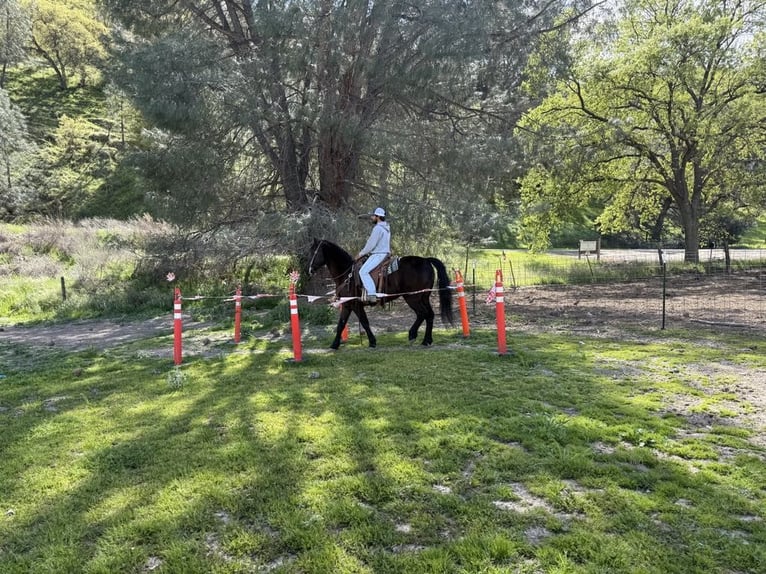 Frisones Caballo castrado 11 años 152 cm in Paicines CA