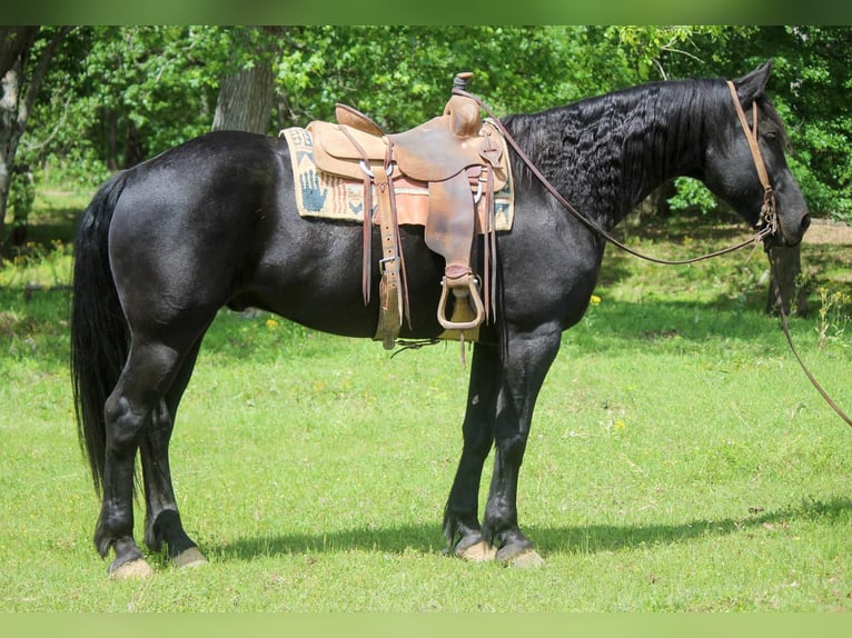 Frisones Caballo castrado 11 años 157 cm Negro in RUsk TX