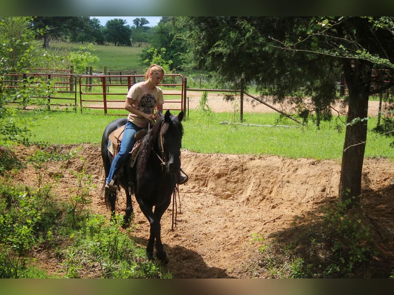 Frisones Caballo castrado 11 años 157 cm Negro in RUsk TX