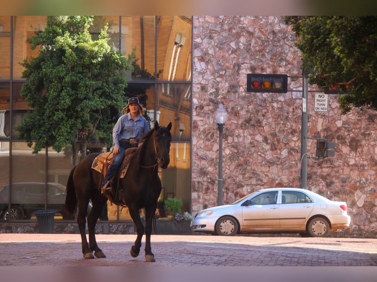 Frisones Caballo castrado 11 años 157 cm Negro in RUsk TX