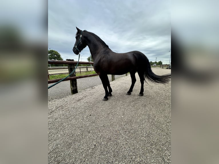 Frisones Caballo castrado 11 años 160 cm Negro in Flensburg