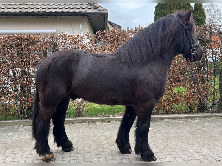 Frisones Mestizo Caballo castrado 11 años 160 cm Negro in EinbeckEinbeck