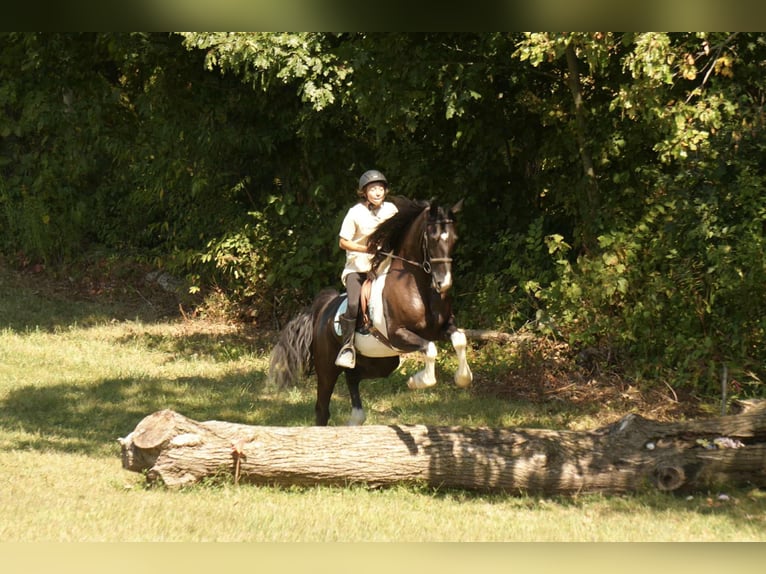 Frisones Mestizo Caballo castrado 11 años 160 cm Pío in Fresno