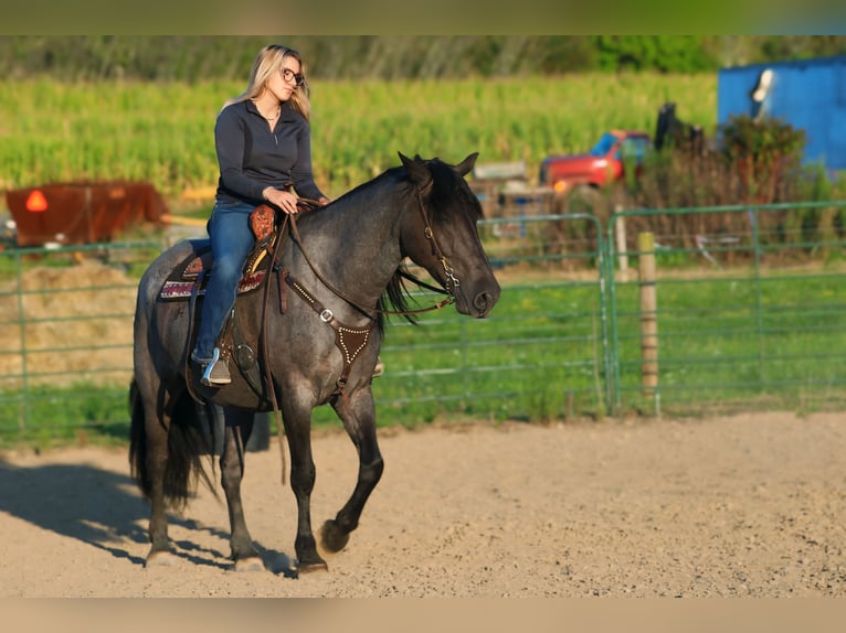 Frisones Mestizo Caballo castrado 11 años 160 cm Ruano azulado in Armbrust, PA