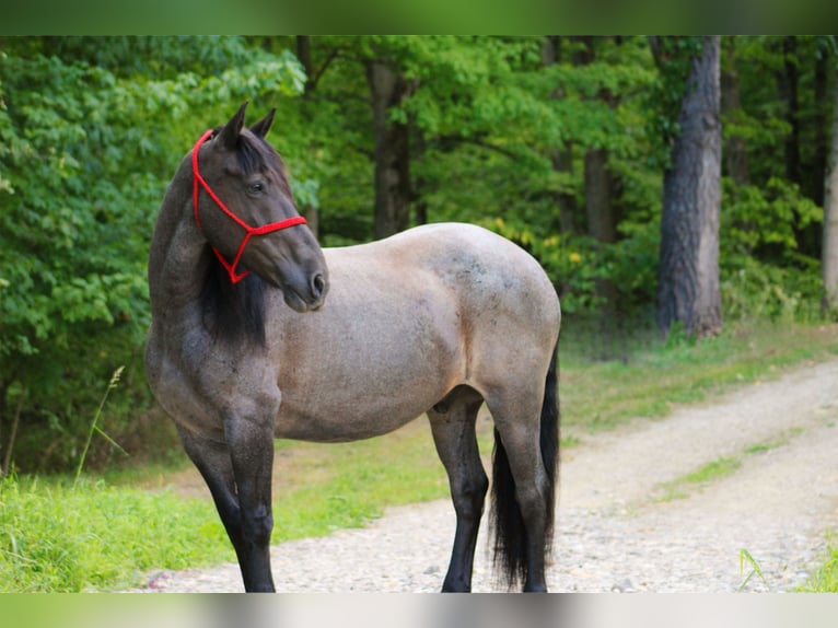 Frisones Mestizo Caballo castrado 11 años 160 cm Ruano azulado in Armbrust, PA