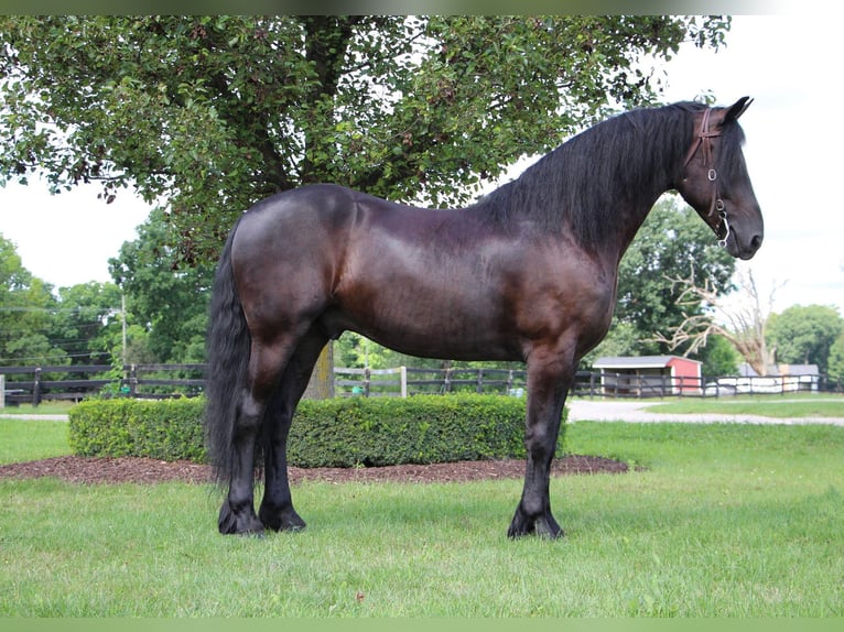 Frisones Caballo castrado 11 años 165 cm Negro in Highland MI