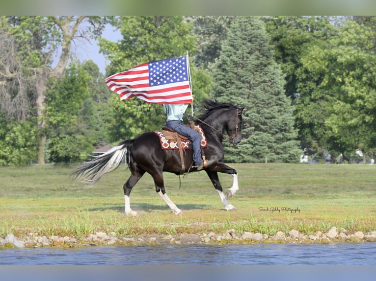 Frisones Mestizo Caballo castrado 11 años 165 cm Negro in Oelwein, IA