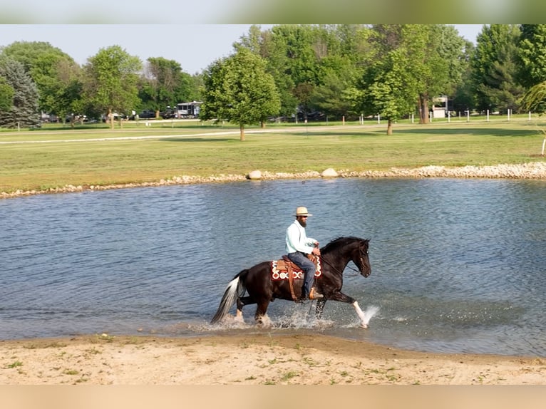 Frisones Mestizo Caballo castrado 11 años 165 cm Negro in Oelwein, IA