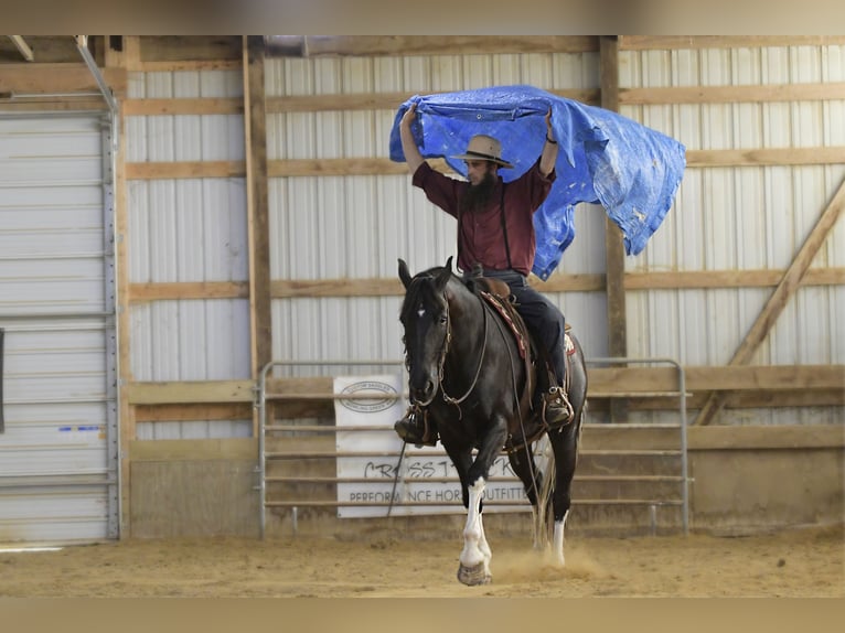 Frisones Mestizo Caballo castrado 11 años 165 cm Negro in Oelwein, IA