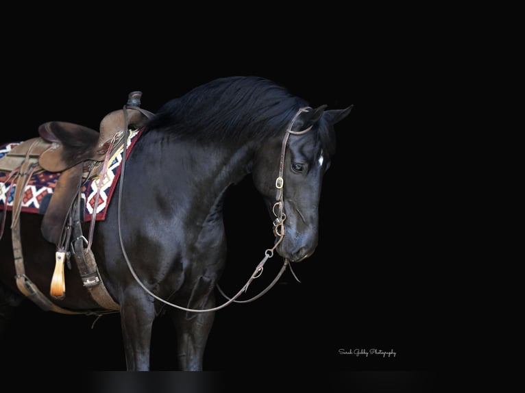 Frisones Mestizo Caballo castrado 11 años 165 cm Negro in Oelwein, IA