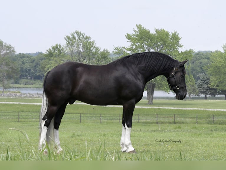 Frisones Mestizo Caballo castrado 11 años 165 cm Negro in Oelwein, IA
