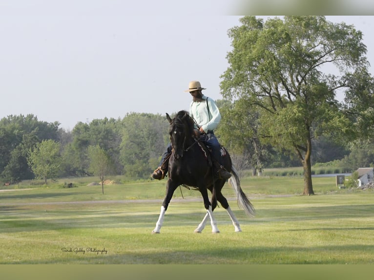 Frisones Mestizo Caballo castrado 11 años 165 cm Negro in Oelwein, IA