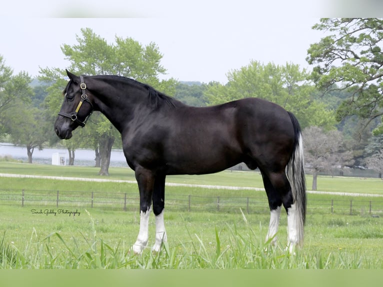 Frisones Mestizo Caballo castrado 11 años 165 cm Negro in Oelwein, IA