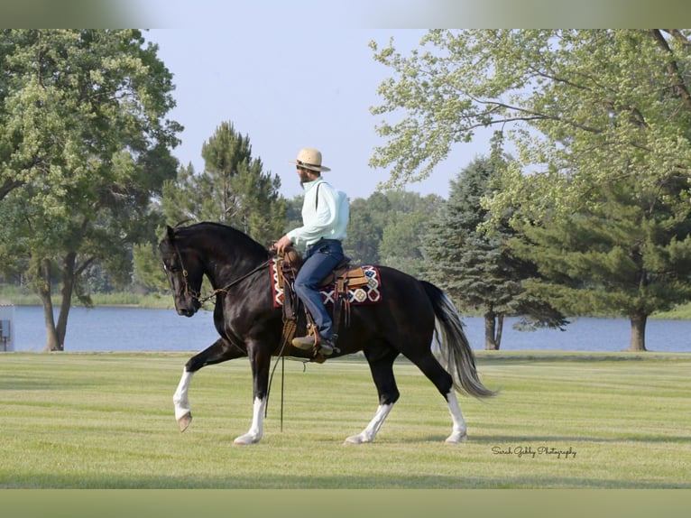 Frisones Mestizo Caballo castrado 11 años 165 cm Negro in Oelwein, IA