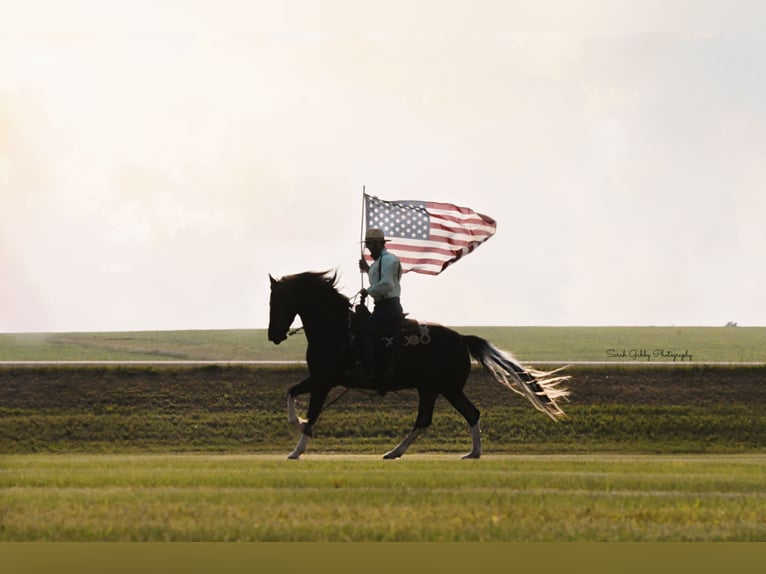Frisones Mestizo Caballo castrado 11 años 165 cm Negro in Oelwein, IA