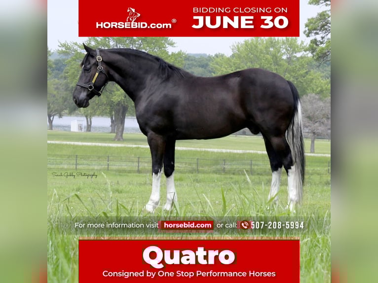 Frisones Mestizo Caballo castrado 11 años 165 cm Negro in Oelwein, IA