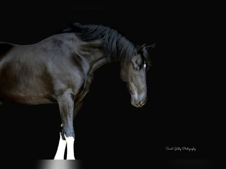 Frisones Mestizo Caballo castrado 11 años 165 cm Negro in Oelwein, IA